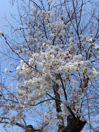 通勤途中の桜老木